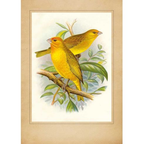 Reprodukce dva žlutí ptáci