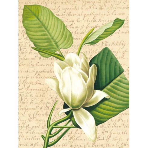 Reprodukce květiny 10a, Šácholan-magnolie Magnolia