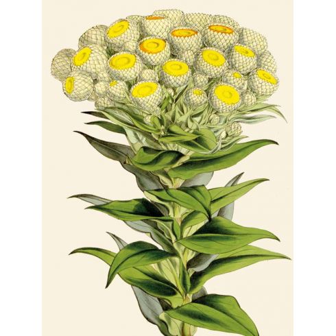 Reprodukce květiny 68, Smil Helichrysum