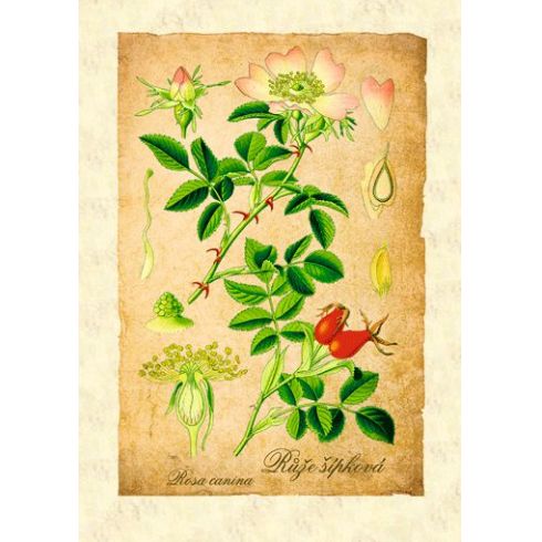 Reprodukce bylinka - Růže šípková