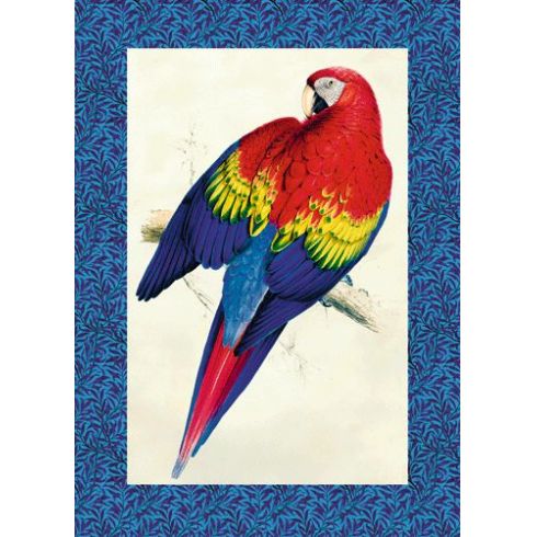 Reprodukce papoušek 5