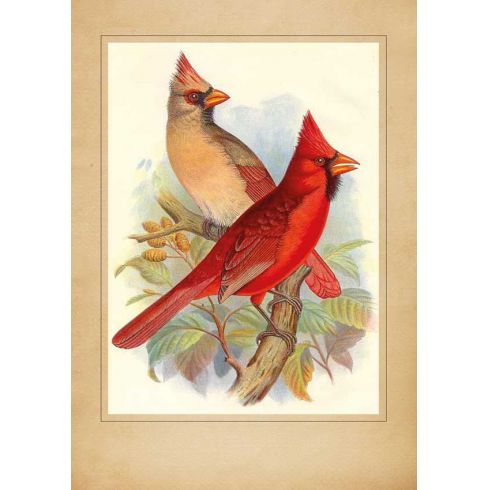 Reprodukce dva červení ptáci