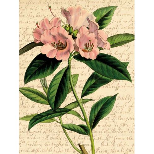 Reprodukce květiny 7a, Pěnišník Rhododendron