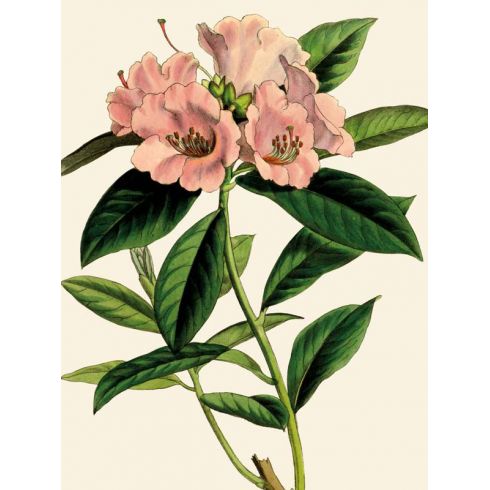 Reprodukce květiny, Pěnišník Rhododendron