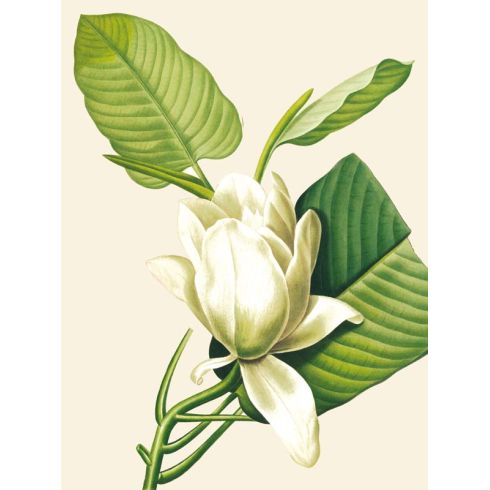 Reprodukce květiny, Šácholan-magnolie Magnolia 2