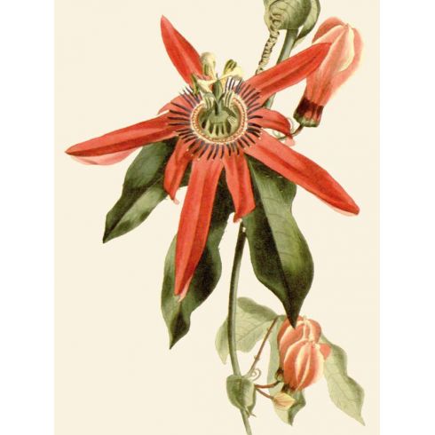 Reprodukce květiny 33, Mučenka Passiflora