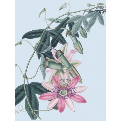 Reprodukce květiny 40, Mučenka Passiflora