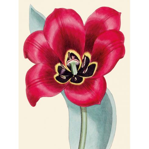 Reprodukce květiny, Tulipán Tulipa 2