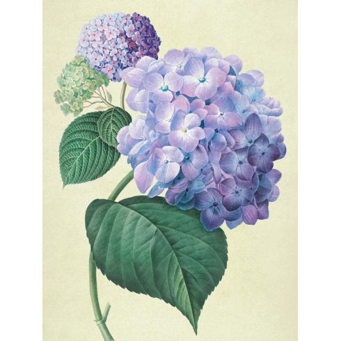 Reprodukce květiny 58, Hortenzie Hydrangea