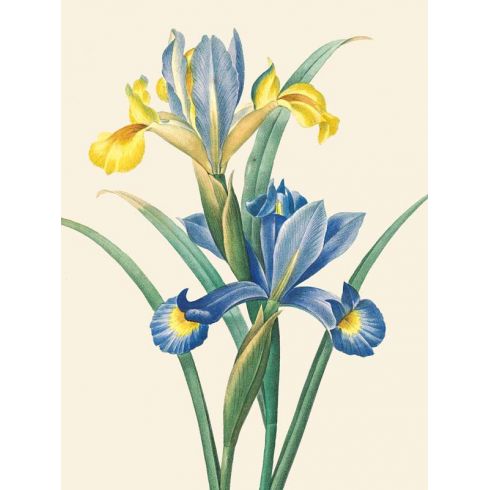 Reprodukce květiny, Kosatec Iris