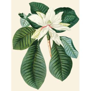Reprodukce květiny, Šácholan-magnolie Magnolia 3
