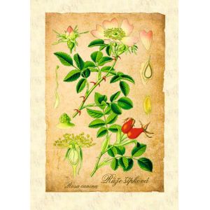 Reprodukce bylinka - Růže šípková