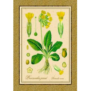 Reprodukce bylinka - Prvosenka jarní