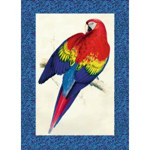 Reprodukce papoušek 5
