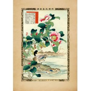 Reprodukce - Japonské doteky, kachny a kamélie