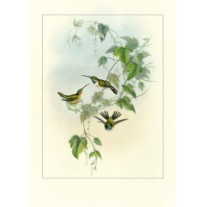 Reprodukce kolibříci 5