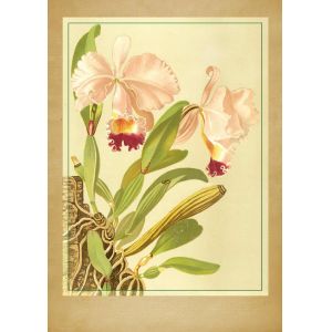Reprodukce orchidej 4