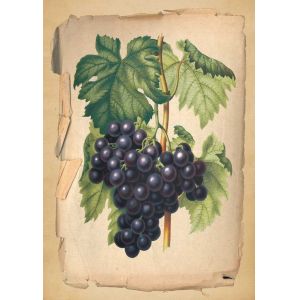 Reprodukce ovoce - tmavé víno