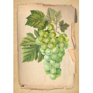 Reprodukce ovoce - zelené víno
