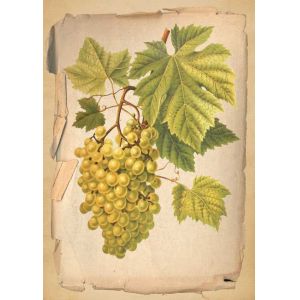 Reprodukce ovoce - zlaté víno