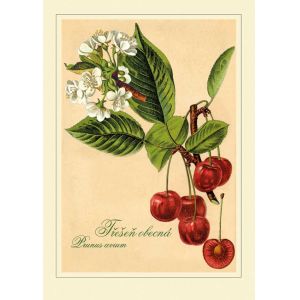 Reprodukce ovoce - Třešeň obecná, Prunus avium