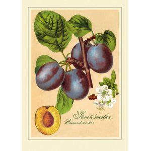 Reprodukce ovoce - Slivoň švestka, Prunus domestica