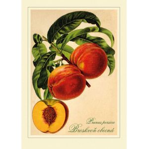 Reprodukce ovoce - Broskvoň obecná, Prunus persica