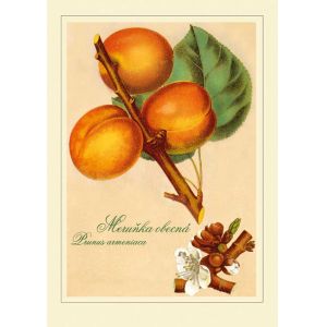Reprodukce ovoce - Meruňka obecná, Prunus armeniaca