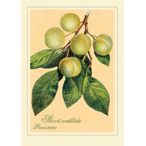 Reprodukce ovoce - Slivoň renklóda, Prunus italica