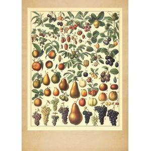 Reprodukce ovoce - tabule 1
