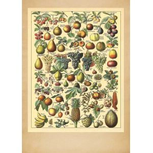 Reprodukce ovoce - tabule 2