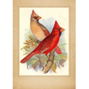 Reprodukce dva červení ptáci