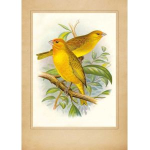 Reprodukce dva žlutí ptáci