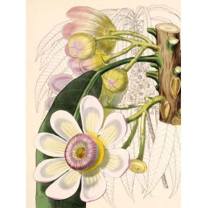 Reprodukce květiny 29, Gustávie Gustavia