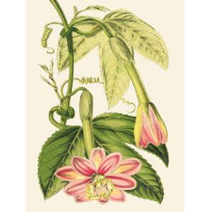 Reprodukce květiny 30, Mučenka Passiflora