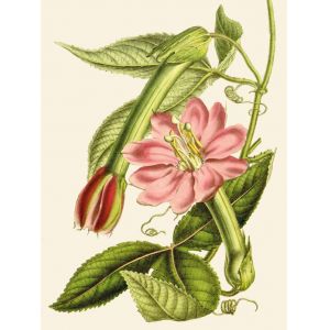Reprodukce květiny 31, Mučenka Passiflora