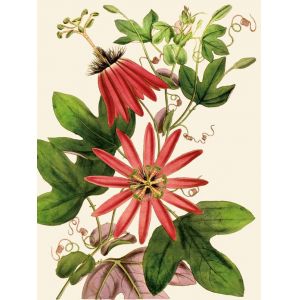 Reprodukce květiny 34, Mučenka Passiflora