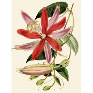 Reprodukce květiny 35, Mučenka Passiflora