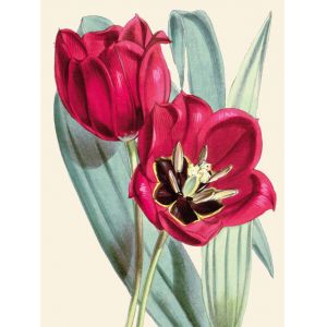 Reprodukce květiny, Tulipán Tulipa
