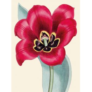 Reprodukce květiny, Tulipán Tulipa 2
