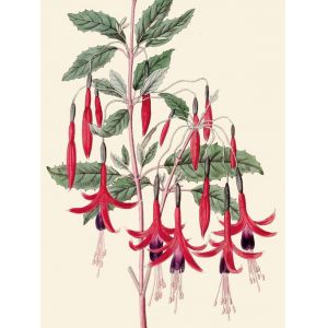 Reprodukce květiny 50, Fuchsie Fuchsia