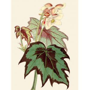 Reprodukce květiny 52, Begonie Begonia