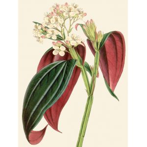 Reprodukce květiny 53, Begonie Begonia