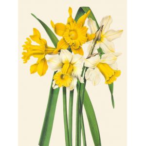 Reprodukce květiny 64, Narcis Narcissus